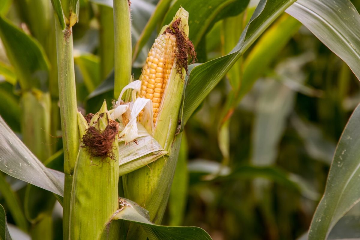 Agung Gondosasmito: Dari Petani Jagung Menjadi Inovator Pertanian Berkelanjutan